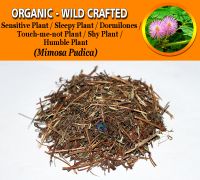 WHOLESALE Sensitive Plant Sleepy Plant Dormilones Touch-me-not Plant Shy Plant Humble Plant Mimosa Pudica Organic Wild Crafted Herbs