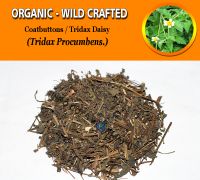 WHOLESALE Land Coatbuttons Tridax Daisy Tridax Procumbens Organic Wild Crafted Herbs