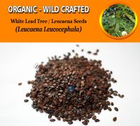 WHOLESALE White Leadtree Seeds Jumbay River Tamarind Subabul White Popinac Leucaena Leucocephala Organic Wild Crafted Herbs