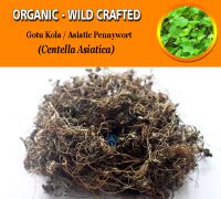 WHOLESALE Gotu Kola Asiatic Pennywort Antanan Pegagan Centella Asiatica Organic Wild Crafted Herbs