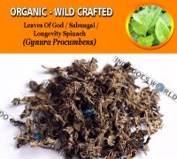 WHOLESALE Leaves of Gods Mollucan Spinach Sabungai Longevity Spinach Gynura Procumbens Organic Wild Crafted Herbs
