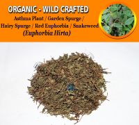 WHOLESALE Asthma Plant Garden Spurge Hairy Spurge Red Euphorbia Snakeweed Euphorbia Hirta Organic Wild Crafted Herbs