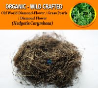WHOLESALE Old World Diamond-Flower Grass Pearls Oldenlandia Hedyotis Corymbosa Organic Wild Crafted Herbs