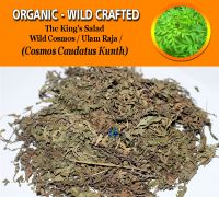 WHOLESALE Wild Cosmos Ulam Raja The King's Salad Cosmos Caudatus Kunth Organic Wild Crafted Herbs