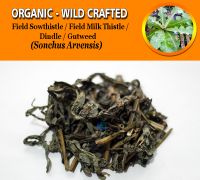 WHOLESALE Field Sowthistle Corn Sow Thistle Dindle Gutweed Swine Thistle Tree Sow Thistle Sonchus Arvensis Organic Wild Crafted Herbs