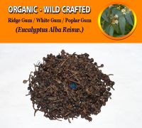 WHOLESALE Ridge Gum White Gum Poplar Gum Eucalyptus Alba Organic Wild Crafted Herbs