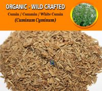 WHOLESALE Cumin Seeds White Cumin Cuminum Cyminum Organic Wild Crafted Herbs
