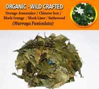 WHOLESALE Orange Jessamine Chinese Box Mock Orange Mock Lime Satinwood Murraya Paniculata Organic Wild Crafted Herbs