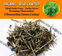 WHOLESALE Sabah Snake Grass Lindau Leaves Drooping Clinacanthus Clinacanthus Nutans Lindau Organic Wild Crafted Herbs