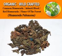 WHOLESALE Common Mussaenda Ashanti Blood Red Mussaenda Flame Of The Forest Mussaenda Pubescens Organic Wild Crafted Herbs