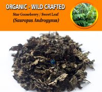 WHOLESALE Star Gooseberry Sweet Leaf Katuk Leaf Sauropus Androgynus Organic Wild Crafted Herbs