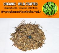 WHOLESALE Dragon Scales Dragon's Scale Fern Drymoglossum Piloselloides Organic Wild Crafted Herbs