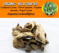WHOLESALE Cochineal Cactus Velvet Opuntia Wooly Joint Prickly Pear Nopales Opuntia Nopal Cactus Opuntia Cochenillifera Organic Wild Crafted Herbs