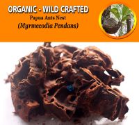 WHOLESALE Papua Ant Nest Myrmecodia Pendans Organic Wild Crafted Herbs