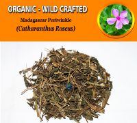 WHOLESALE Madagascar Periwinkle Catharanthus Roseus Organic Wild Crafted Herbs
