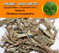 WHOLESALE Cajeput Tree Leaves Weeping Paperbark Long-leaved Paperbark White Paperbark Melaleuca Leucadendra Organic Wild Crafted Herbs