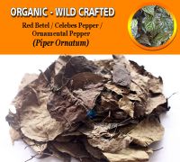 WHOLESALE Red Betel Leaf Celebes Pepper Ornamental Pepper Piper Ornatum Organic Wild Crafted Herbs