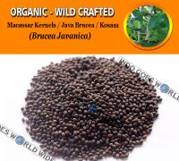 WHOLESALE Macassar Kernels Java Brucea Kosam Brucea Javanica Organic Wild Crafted Herbs