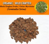 WHOLESALE Black Chuglam Fruits Citrine Myrobalan Terminalia Citrina Organic Wild Crafted Herbs