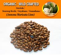 WHOLESALE Soursop Seeds Guyabano Guanabana Graviola Annona Muricata Organic Wild Crafted Herbs