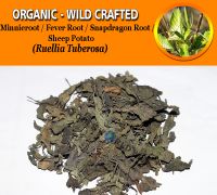 WHOLESALE Minnieroot Fever Root Snapdragon Root Sheep Potato Ruellia Tuberosa Organic Wild Crafted Herbs