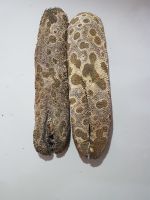 Leopard Sea Cucumber Bohadschia Argus Tigerfish Leopardfish WILD CAUGHT SUN DRIED Indonesia BULK WHOLESALE