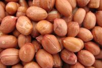 Peanuts, pea nut, Raw Ground nuts, java nuts, Pistachios, pine nuts, pecan nuts, Hazel nuts, Cashew Nuts, Cashews