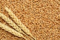 Soft wheat, Wheat, grains, barley, wheat flour, best quality, cheap, pure, natural, non GMO, organic