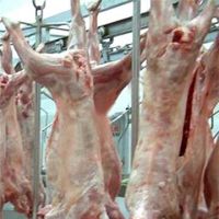 Frozen Mutton, Halal Lamb, Sheep Meat, goat, beef, buffalo, cow, chicken, calf