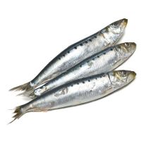 Fresh Frozen Sardine, Salmon fish, tuna, tilapia, mackerel, shrimps, Ribbon sea food, meal, cuttlefish, meat, shrimps