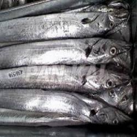 Frozen Ribbon fish, sea food, mackerel, sardines, tuna fish, scad, salmon, cuttlefish, fresh, dried, stockfish, 