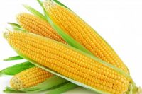 Fresh sweet Corn, Yellow Corn, White Corn, Maize, Popcorn Kernels, cereals, grains, seeds, nuts