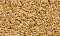 Canary Seed And Organic Linseed, Flax Seed, Aloe vera seeds