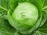 Fresh Organic Cabbage, Lettuce, Green Cabbage Purple Cabbage, vegetable, lettuce, garden