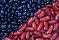 Red and black Beans, Light Speckled beans, Black Kidney Beans, white beans, Butter, Chickpeas, Cocoa, Broad, Lentils, Lima, Mung, Vanilla, Soybeans, Vigna, Peas