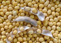 Organic soya bean, soybean, Soybeans Seed, Grains, oil, non GMO soybean, soybean meal, Soy oil, Pulses, Lentils, Peas