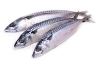 Quality Frozen Mackerel fish, Sardine, Salmon fish, tuna, tilapia, mackerel, shrimps, Ribbon sea food, meal, cuttlefish, meat, shrimps