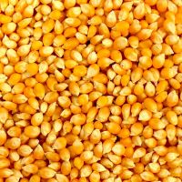 Organic Yellow and white Corn, White Corn, Maize, Popcorn Kernels, cereals, grains, seeds, nuts