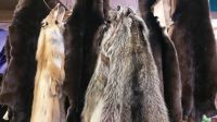 Donkey Hides and Cow Hides, Wet Salted & Dry salted cattle Hides, animal skin, Goats, Horses, Fur