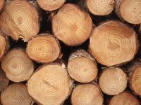 Natural wood logs, Sawn Wood, Forest, planks, Pine and Zingana, teak, pine, radiata, wood chips, pellets, planks, firewood, mangrove