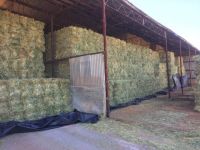 BEST OFFER OF QUALITY ALFAFA HAY Feeding Stuff Alfalfa hay/ALFAFA HAY