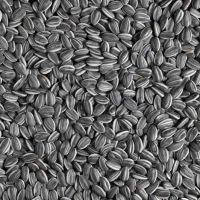 NON GMO sunflower seed for sale
