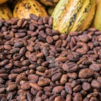Cheap Dried Raw Cocoa Beans