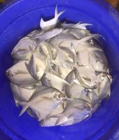 Best Quality Fresh White Silver Pomfret Fish