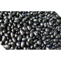 Bulk Dried Black kidney beans