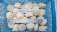 Quality Frozen Sea Scallop