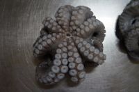 Frozen Octopus ( High Quality )/Frozen Cut Baby Octopus