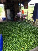 fresh seedless lime