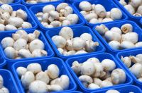 Fresh white button mushroom spawn for sale