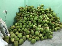 Best Quality of Fresh Green Coconut for Summer 2018